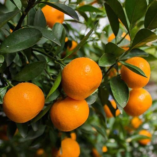 MANDARINA MURCOTT