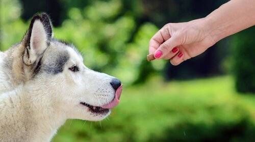 Los premios para los perros son nutritivos
