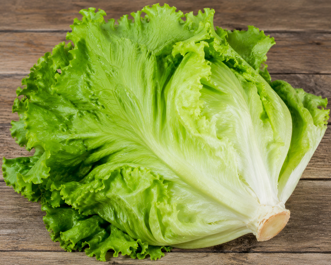 LECHUGA ITALIANA