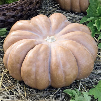 CALABAZA DE CASTILLA