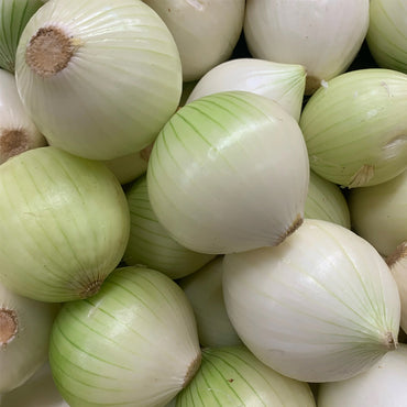 CEBOLLA BLANCA