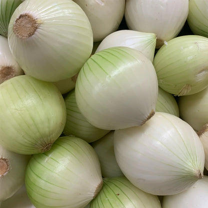 CEBOLLA BLANCA