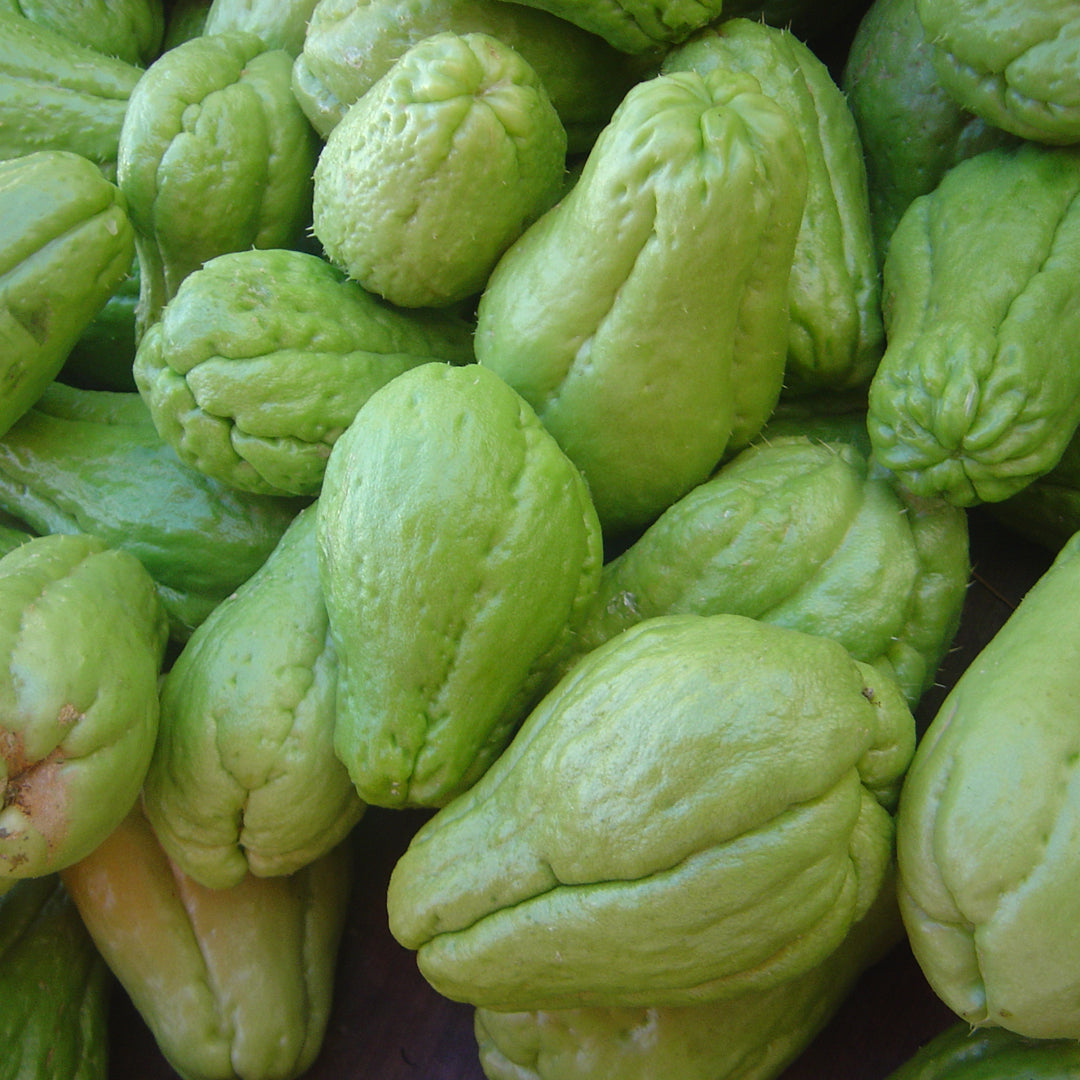 CHAYOTE