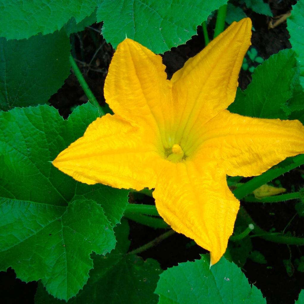 FLOR DE CALABAZA