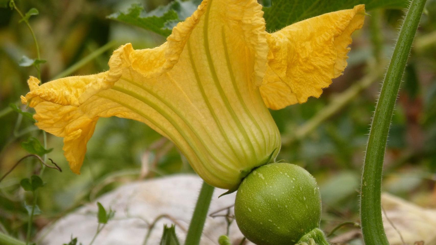 FLOR DE CALABAZA