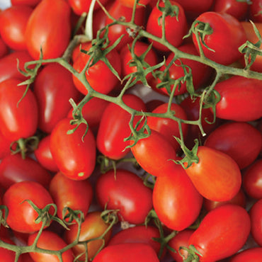 JITOMATE CHERRY