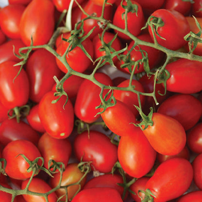 JITOMATE CHERRY