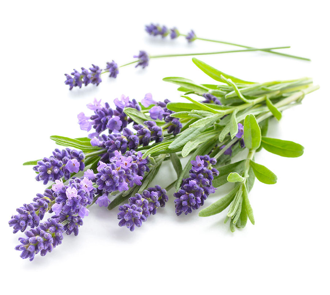 LAVANDA
