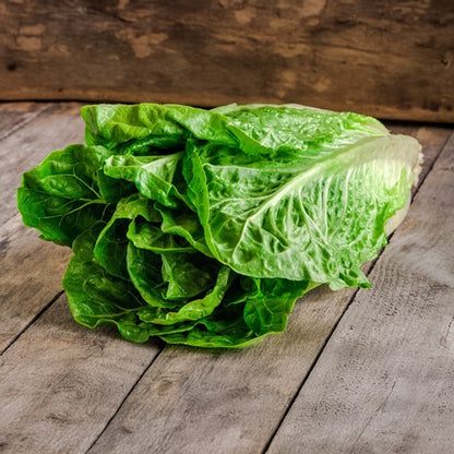 LECHUGA OREJONA