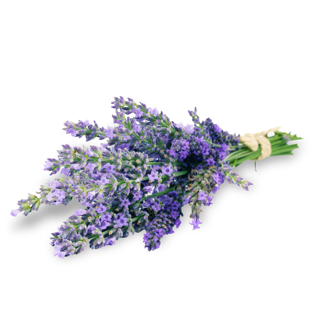 MANOJO DE LAVANDA  FRESCA