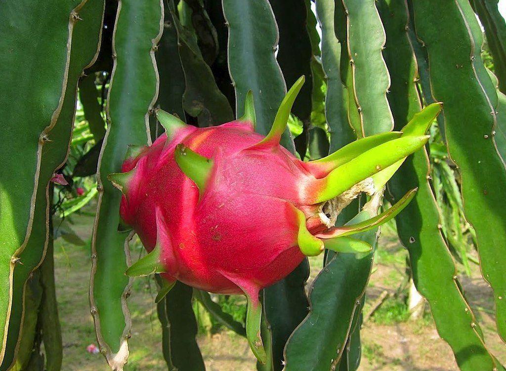 PITAHAYAS