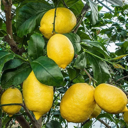 LIMON AMARILLO, LEMON O LIMON EUREKA