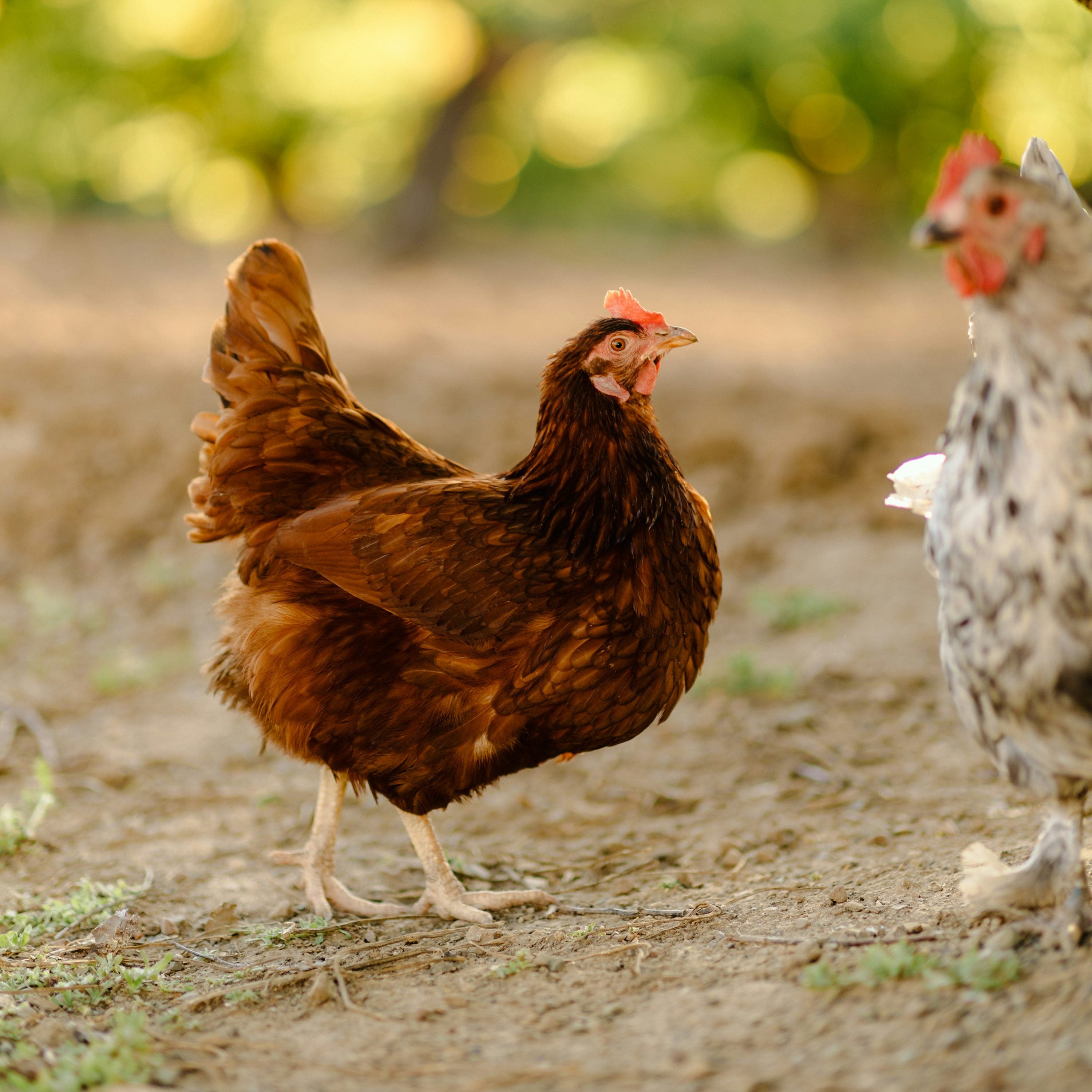 Donde Venden Gallinas De Rancho